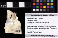 Foto (Objket + Etiketten) von Decapoda indet. 